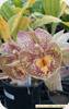 Catsm. Orchidglade Davie Ranches